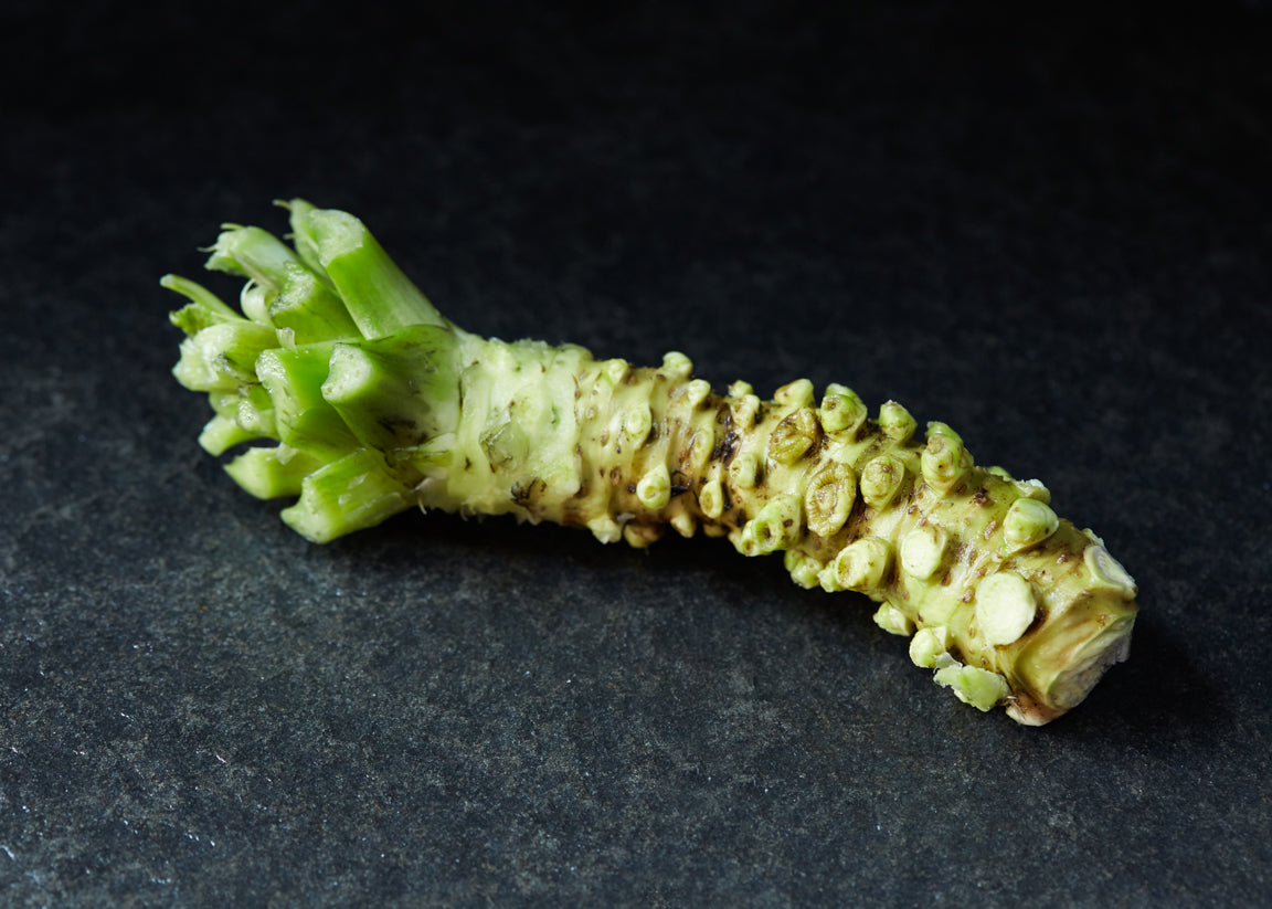 Fresh Wasabi Rhizomes