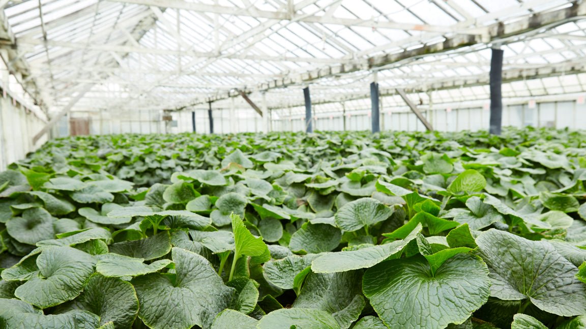 real wasabi, wasabi, authentic wasabi, wasabi usa, real wasabi usa, authentic wasabi usa