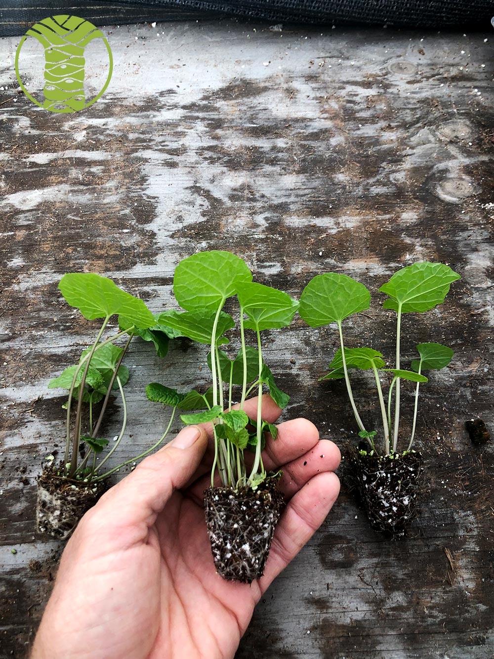 Wasabi Plant Starts