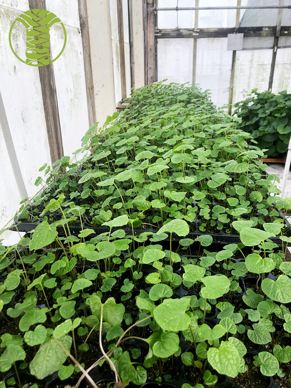 Wasabi Plant Starts