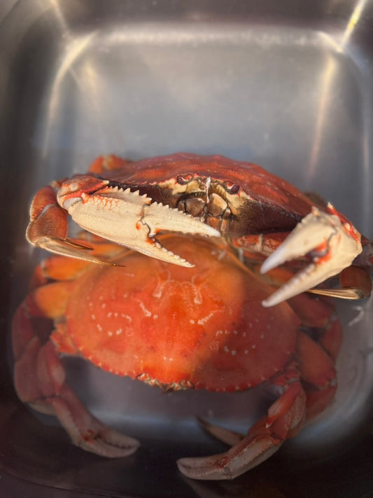 Fresh-Caught Dungeness Crab with Real Wasabi