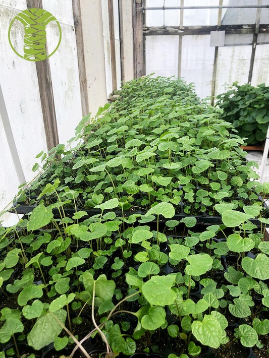 Growing Tips for Wasabi Starts