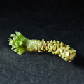 Real wasabi from Half Moon Bay Wasabi on a dark surface