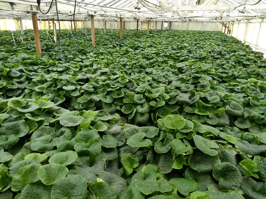 Fresh Wasabi Leaves with Stems