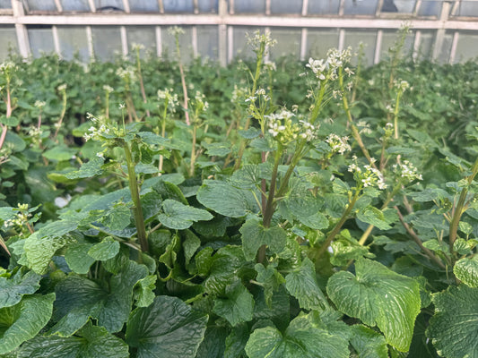 Wasabi Flowers